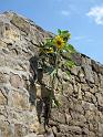 2010-08-10, Sonnenblumen (2)